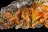 Bright Orange Wulfenite Cluster - Large Crystals #39140-2